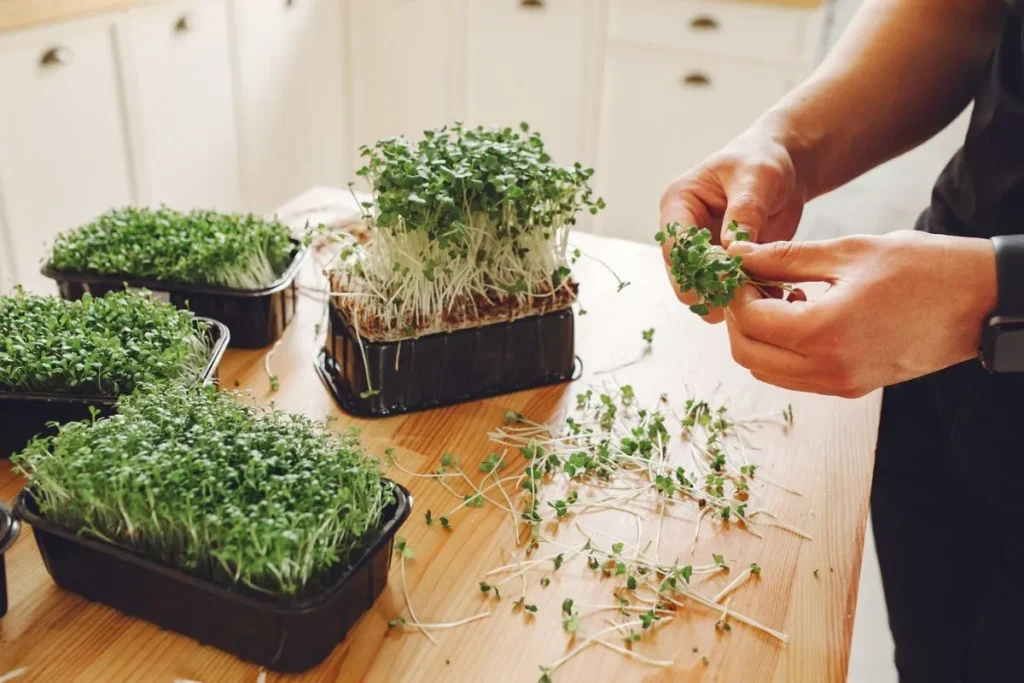 Advanced Hydroponic Systems for Microgreens