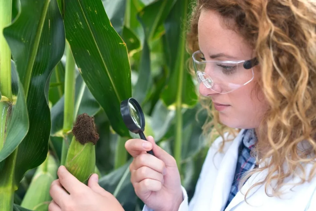 Creating Disease-Resistant Edible Crops with Genetic Engineering