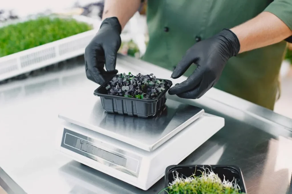 Creating Self-Watering Systems for Microgreens