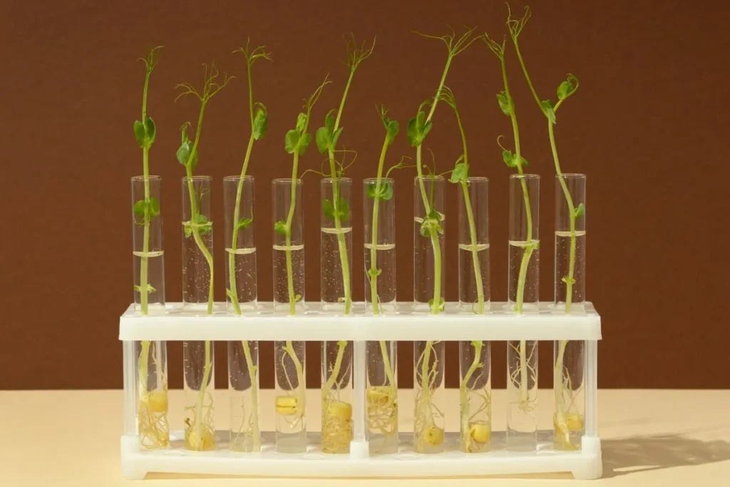 Developing Drought-Resistant Edible Plants with Biotechnology