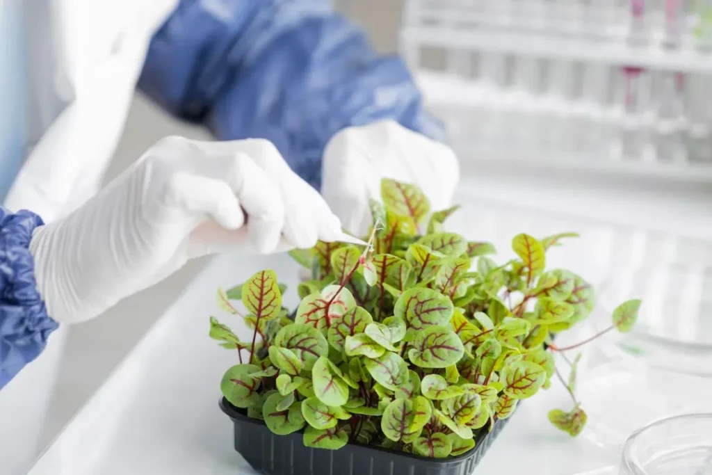 Genetic techniques for faster growing edible plants