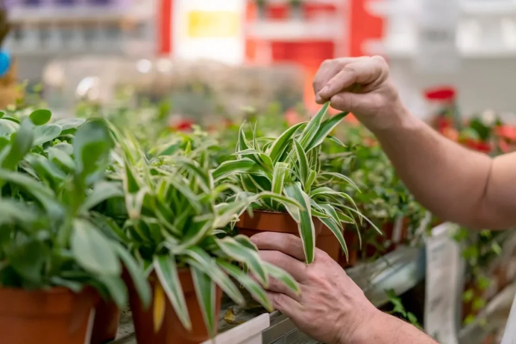 Growing Edible Plants in Renewable Energy-Powered Greenhouses