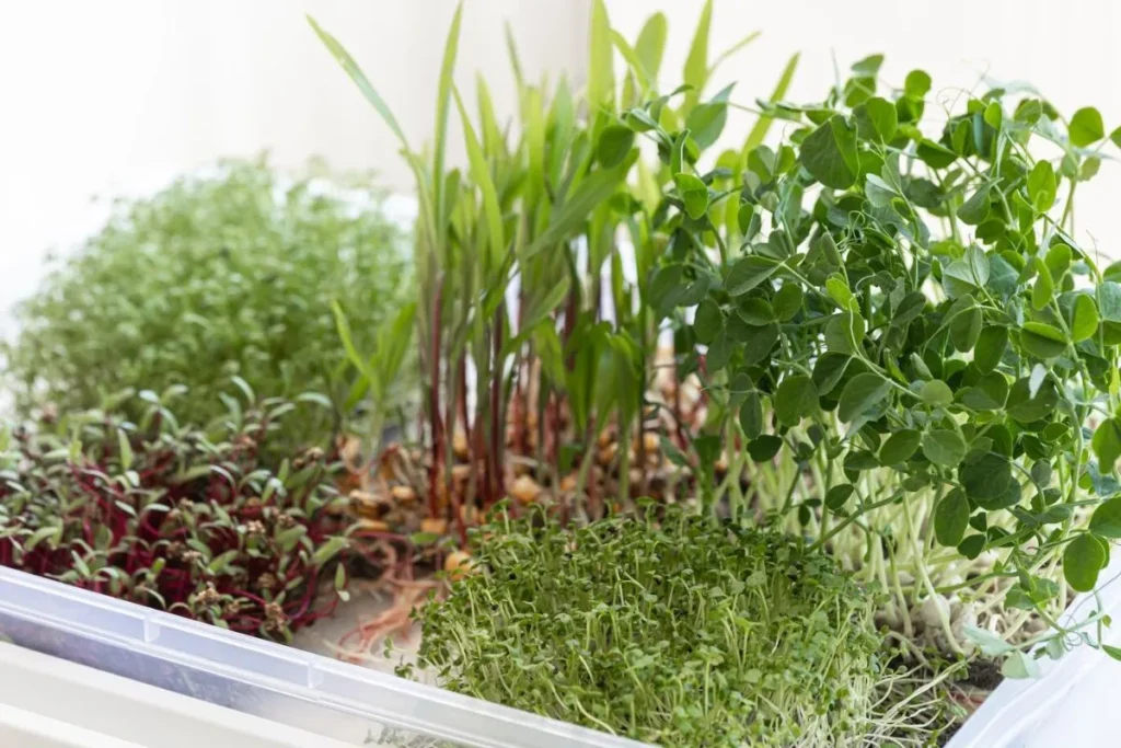 Growing Microgreens in Controlled Environments