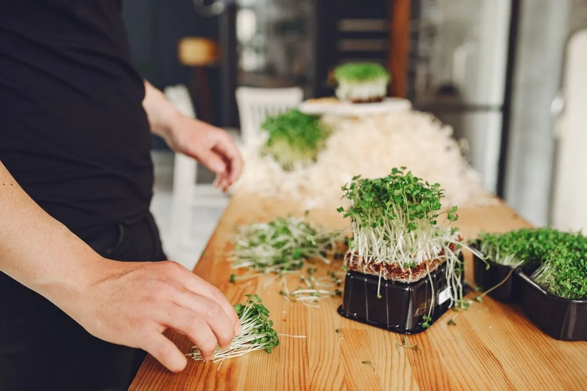 Growing Microgreens with Minimal Resources