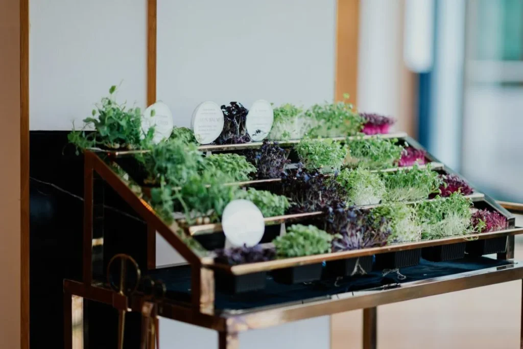 Hydroponic Systems for Microgreens in Small Spaces