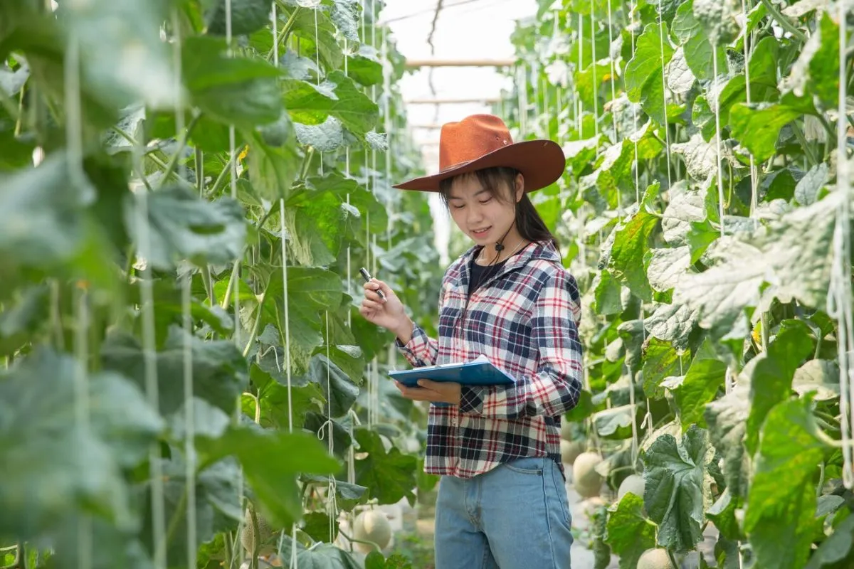 Implementing Low-Cost Vertical Farming Solutions