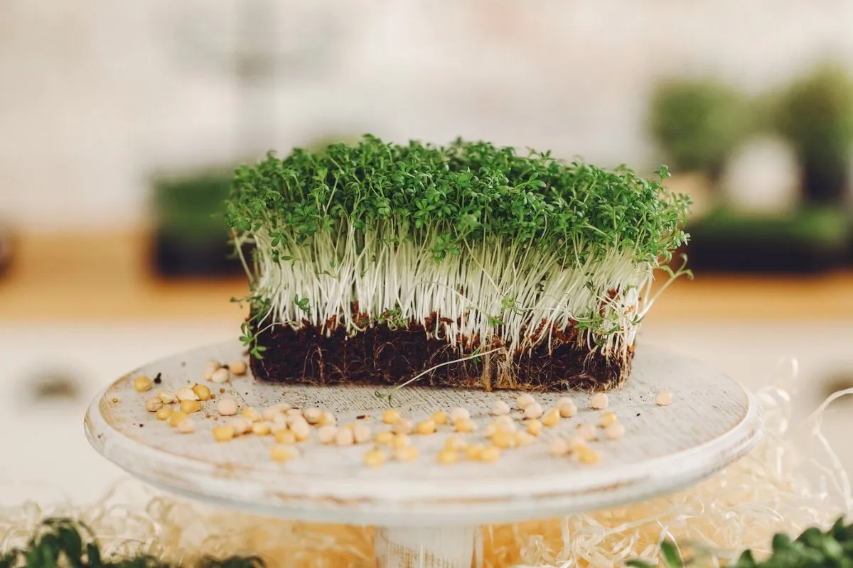 Microgreens as a Sustainable Food Source