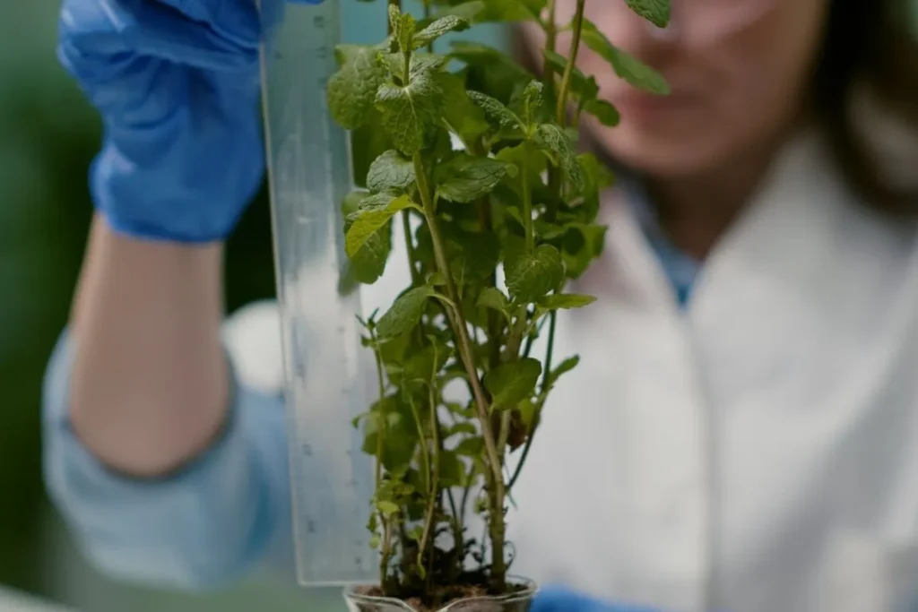 Using CRISPR for Edible Plant Enhancement