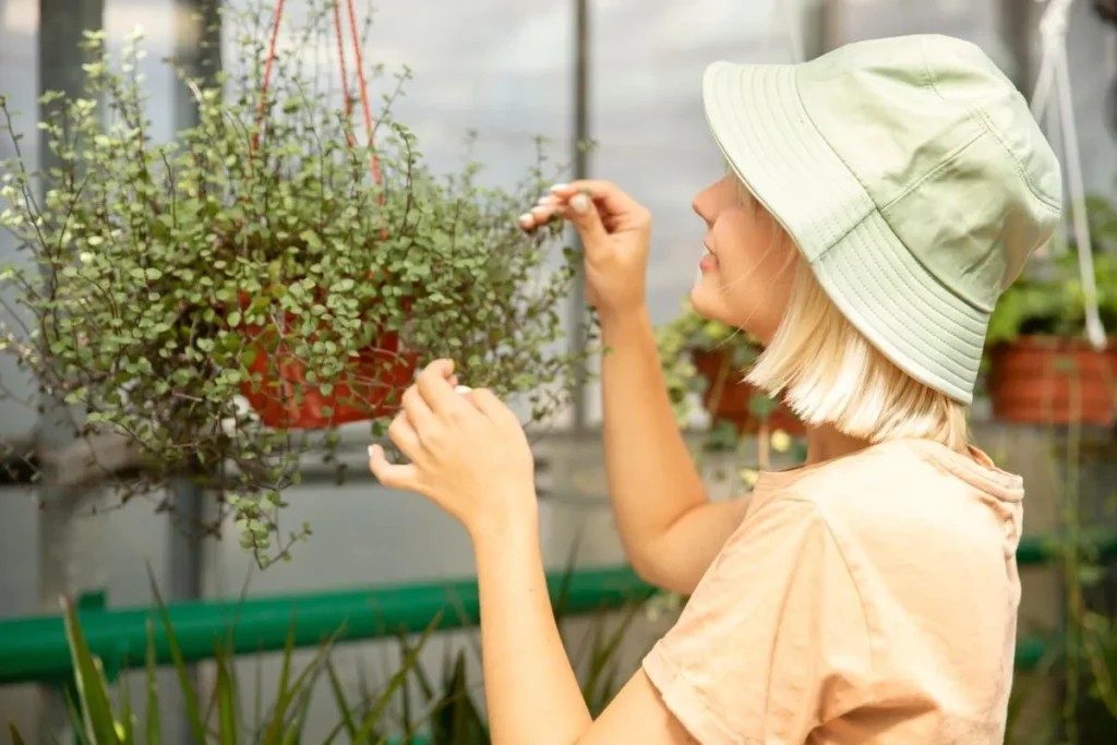 Using Hydroponics for Vertical Urban Gardens