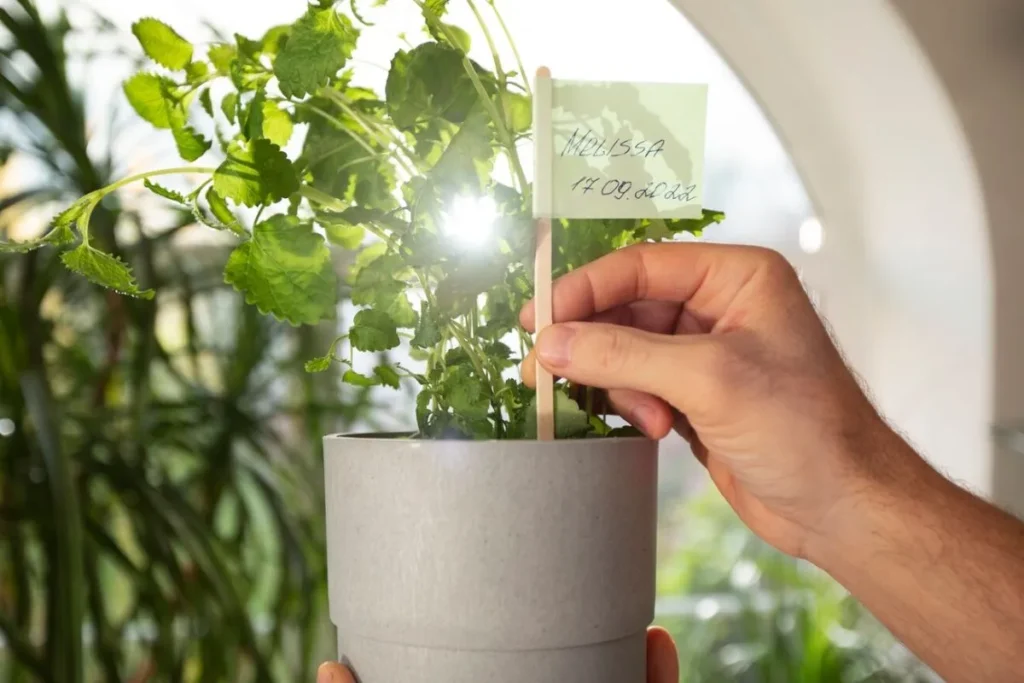 Using LED Lights for Indoor Microgreen Farming